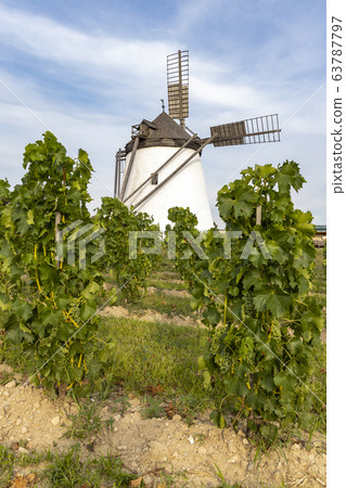 Vineyard near Windmill Retz, Lower Austria, 63787797