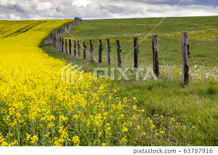 Rapeseed field in Central Bohemia, Czech Republic Rapeseed field in Central Bohemia, Czech Republic 63787916