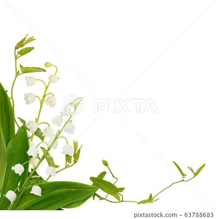 Lily of the valley flowers and bindweed sprigs  63788683