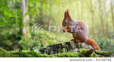 Cute red squirrel eating a nut in green spring forest with copy space 63788798