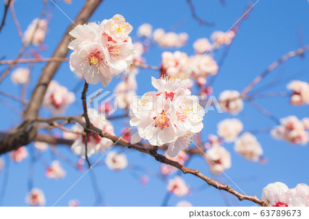 Apricot Blossom, Apricot Tree, Spring Flower 63789673