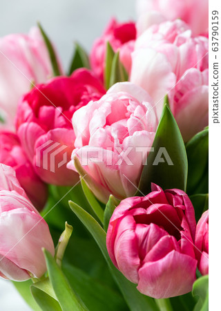 Pink tulips closeup view 63790159