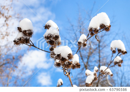 capitula of burdock close-up covered by fresh snow capitula of burdock close-up covered by fresh snow 63790386