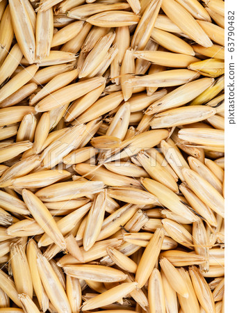 rough seeds of cultivated oat rough seeds of cultivated oat 63790482