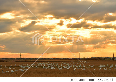 Swan Swan 63792081
