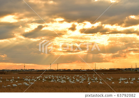 Swan Swan 63792082