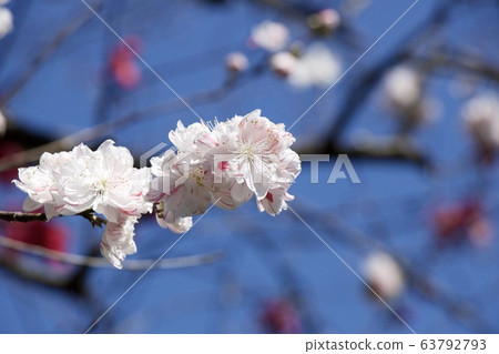 In front of Seijo Gakuen 63792793