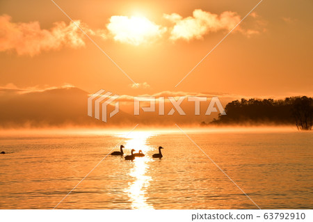 Swan in Lake Inawashiro Swan in Lake Inawashiro 63792910