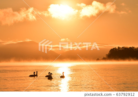 Swan in Lake Inawashiro Swan in Lake Inawashiro 63792912