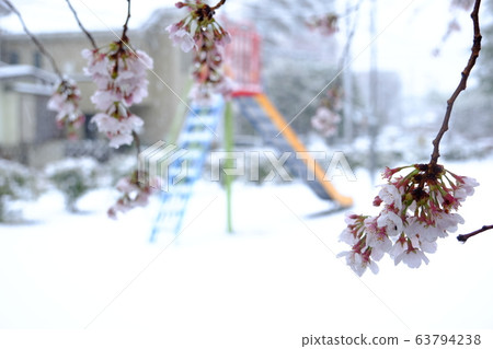 櫻花和雪 櫻花和雪 63794238