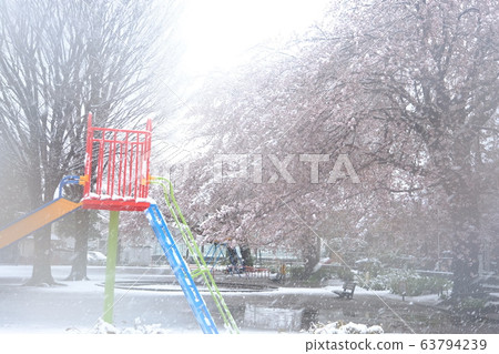 櫻花和雪 櫻花和雪 63794239