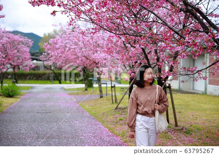 陽光櫻花 陽光櫻花 63795267