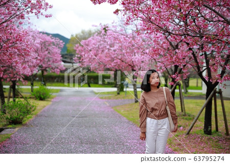 陽光櫻花 陽光櫻花 63795274