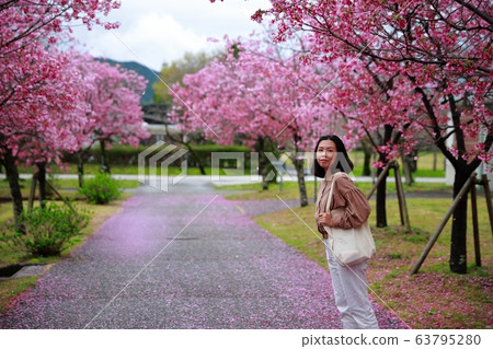 陽光櫻花 陽光櫻花 63795280