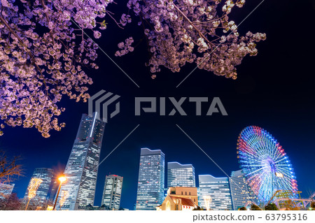 Night view of cherry blossoms and Minami Torai Night view of cherry blossoms and Minami Torai 63795316