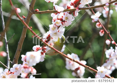 EOS Tomonoura 2018 Spring no52 63795423