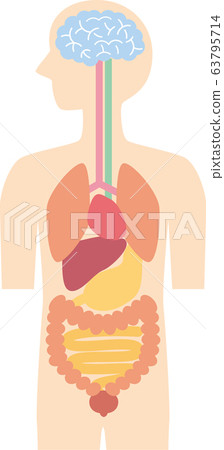 沒有人體解剖圖人物 沒有人體解剖圖人物 63795714