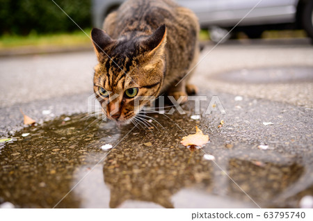 Cat drinking water 63795740