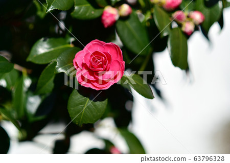 麗水現代蘭 63796328