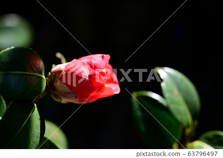 麗水風骨山 63796497