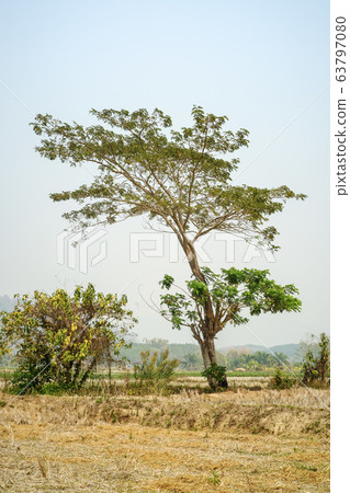 The tree in nature summer season The tree in nature summer season 63797080