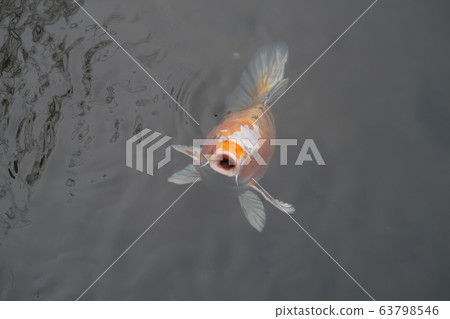 多哥神社的鯉魚 63798546