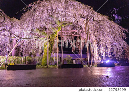 Night light-up of weeping cherry trees in Taiki-cho, Mie Prefecture 63798699