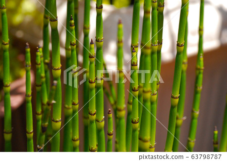 Cheerful horsetail Cheerful horsetail 63798787