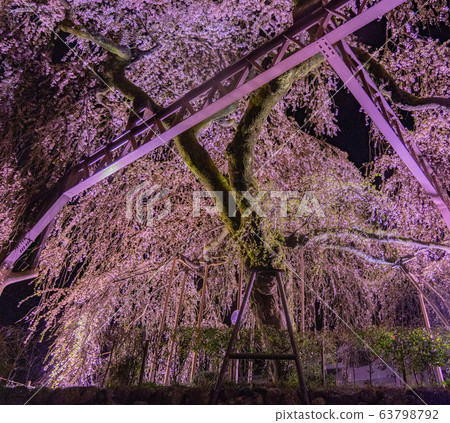 Night light-up of weeping cherry trees in Taiki-cho, Mie Prefecture 63798792