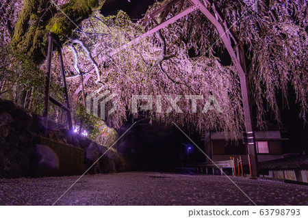 Night light-up of weeping cherry trees in Taiki-cho, Mie Prefecture 63798793