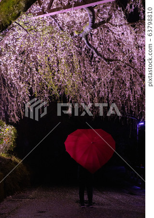 Night light-up of weeping cherry trees in Taiki-cho, Mie Prefecture 63798810