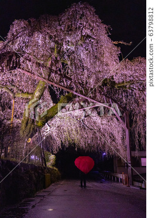 Night light-up of weeping cherry trees in Taiki-cho, Mie Prefecture 63798812