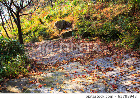 Autumn maple leaves and fallen leaves 63798948