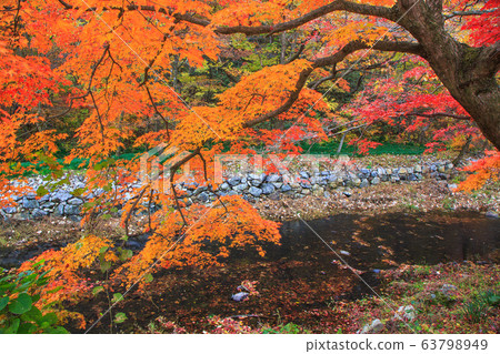 Autumn leaves and fallen leaves in Naejangsa Valley 63798949