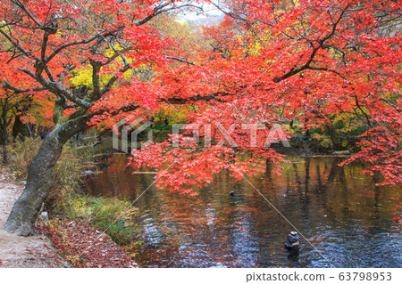 Seonunsa寺Dosolcheon，秋天的落葉和落葉 63798953