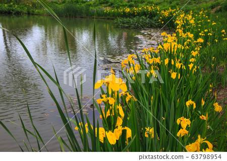 Pretty yellow flower orchid blooming on the shore of Nakdong River 63798954