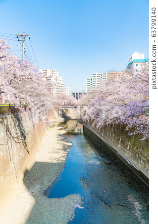 日本的春天東京板橋區石上河綠色路旁的櫻花 63799140