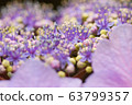 花繡球花 63799357