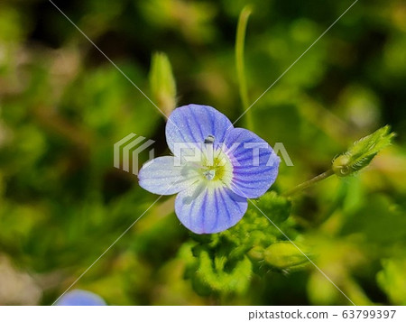 Wildflower Wildflower 63799397