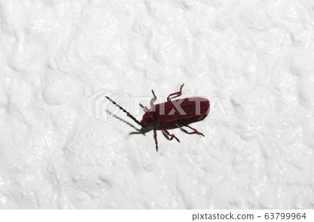 Benicamikiri Benicamikiri 63799964