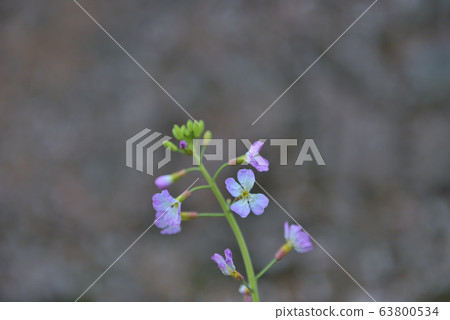 在東京盛開的櫻花和春天的花朵 63800534