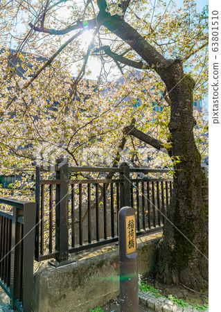 日本的春天東京板橋區石上河綠色路旁的櫻花 63801510