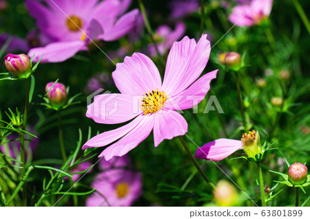 Pink mexican aster flowers in garden bright sunshine day on a background of green leaves. Cosmos bipinnatus. 63801899