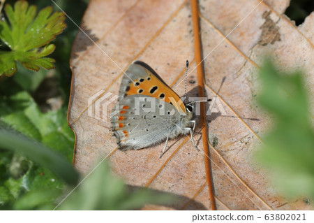 Lycaena phlaeas 63802021