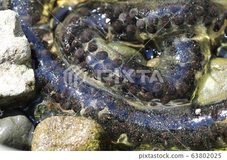 Egg of a toad toad Egg of a toad toad 63802025