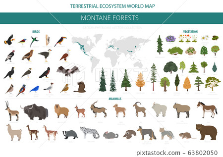 Montane forest biome, natural region infographic. 63802050