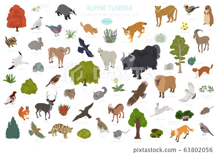 Apine tundra biome, natural region isometric 63802056
