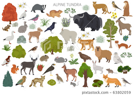 Apine tundra biome, natural region infographic. 63802059