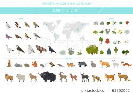 Apine tundra biome, natural region infographic. - Stock Illustration  [63802062] - PIXTA