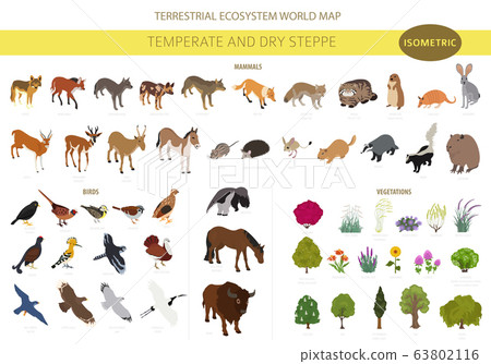 Steppe, prairie, pampas ecosytem, biome... - Stock Illustration [63802116]  - PIXTA